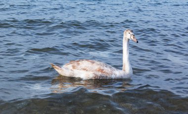  Kuğu, Karadeniz kıyısındaki dalgalarda aşkın ve sadakatin sembolü.