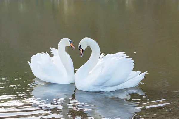 Deux Cygnes Blancs Symbole Amour Loyauté Sont Toujours Inséparables Semble — Photo