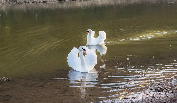 Dos Cisnes Blancos Símbolo Amor Lealtad Son Siempre Inseparables Parece — Foto de Stock