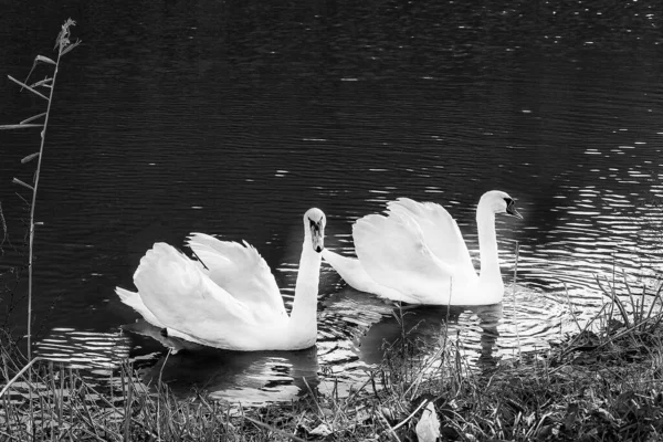 Dos Cisnes Blancos Símbolo Amor Lealtad Son Siempre Inseparables Parece — Foto de Stock
