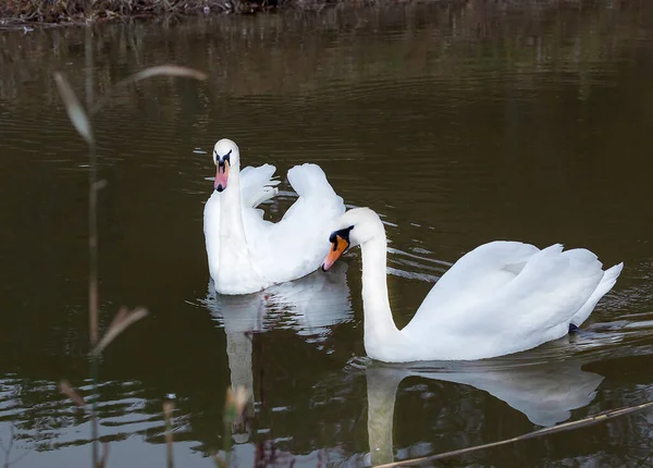 Deux Cygnes Blancs Symbole Amour Loyauté Sont Toujours Inséparables Semble — Photo