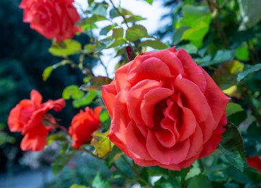 Parlak, güzel narin güller. Kırım 'da bol bol bulunan aşkın, güzelliğin ve cazibenin sembolü.