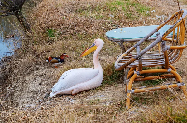 Pelícano Encuentra Cerca Una Silla Madera Con Amigo Pato Mandarín — Foto de Stock