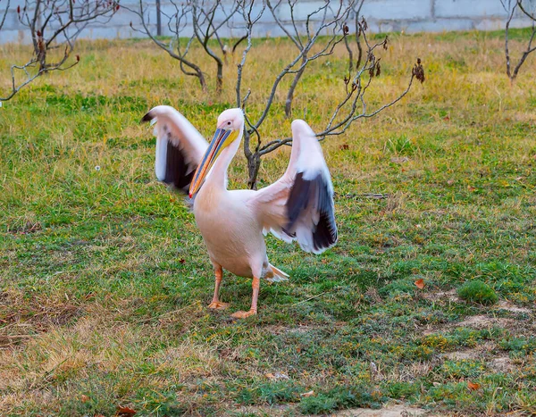 Kanatlarını Açan Büyük Bir Pelikan Onun Için Balık Yakalayan Balıkçılara — Stok fotoğraf