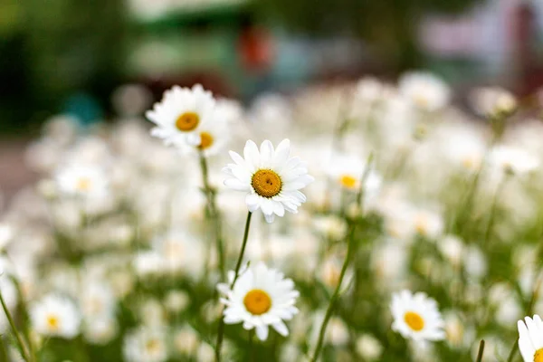 Kamomill Vacker Vit Blomma Kärlek Och Hälsa Prisad För Sin — Stockfoto