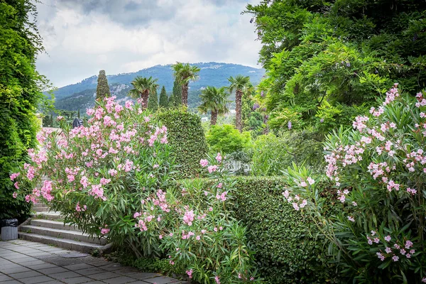 Jardín Botánico Nikitsky Crimea Una Reserva Natural Única Que Contiene — Foto de Stock