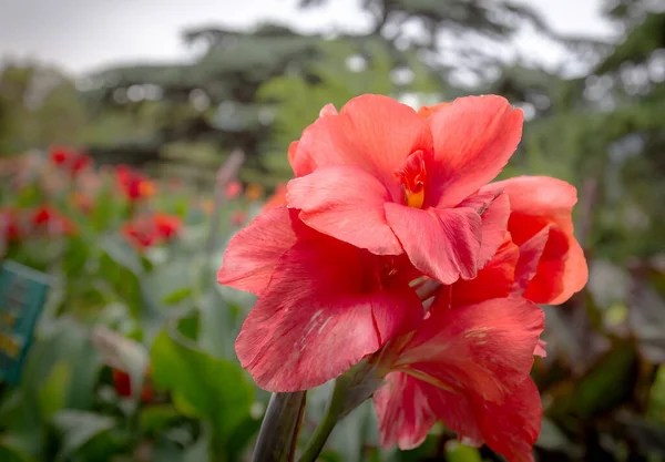 Botanická Zahrada Nikitsky Krymu Jedinečnou Přírodní Rezervací Která Obsahuje Stovky — Stock fotografie