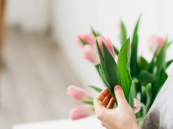 Young woman holding a beautiful bunch of pink tulips in her hands against white wall with day light. Mothers day celebration concept, flowers bouquet.