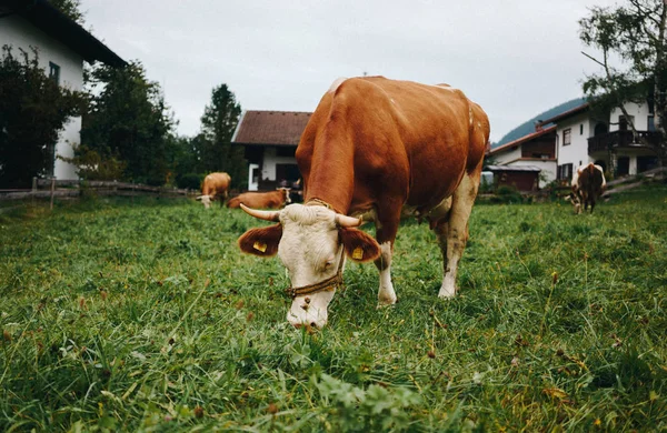 Rebanho Vacas Pastando Campo Verde Verão Uma Fazenda — Fotografia de Stock