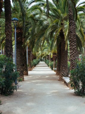 Palmiye sokakta park, güneşli yaz gün