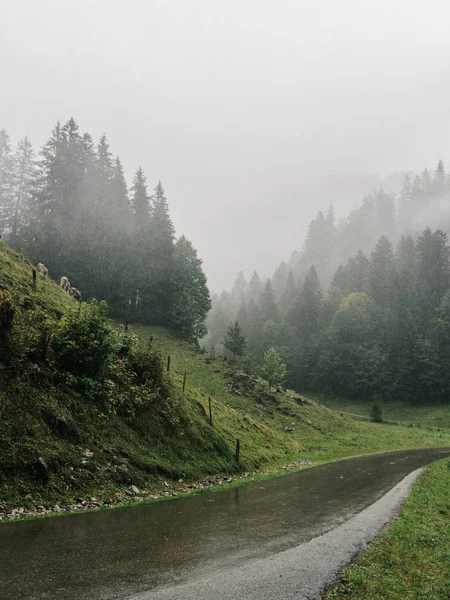 Jalan Aspal Kosong Melalui Hutan Pada Hari Hujan Alpen Bavaria — Stok Foto