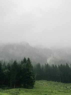 Dağda otlayan inekler sürüsü, puslu yatay yağmurlu sabah erken