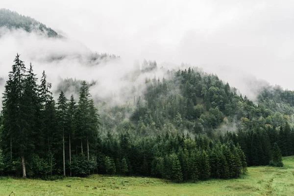 早朝の山とモミの森霧の風景 — ストック写真