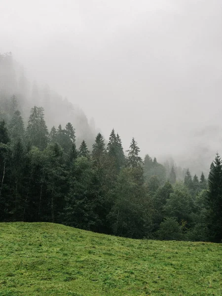 早朝雨の山の森に霧の風景 — ストック写真