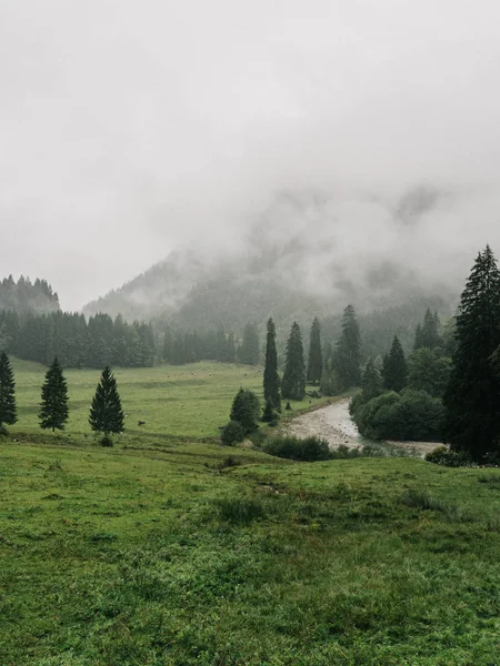 Misty Landscape River Fir Forest Mountains Fog Early Rainy Morning — Stock Photo, Image
