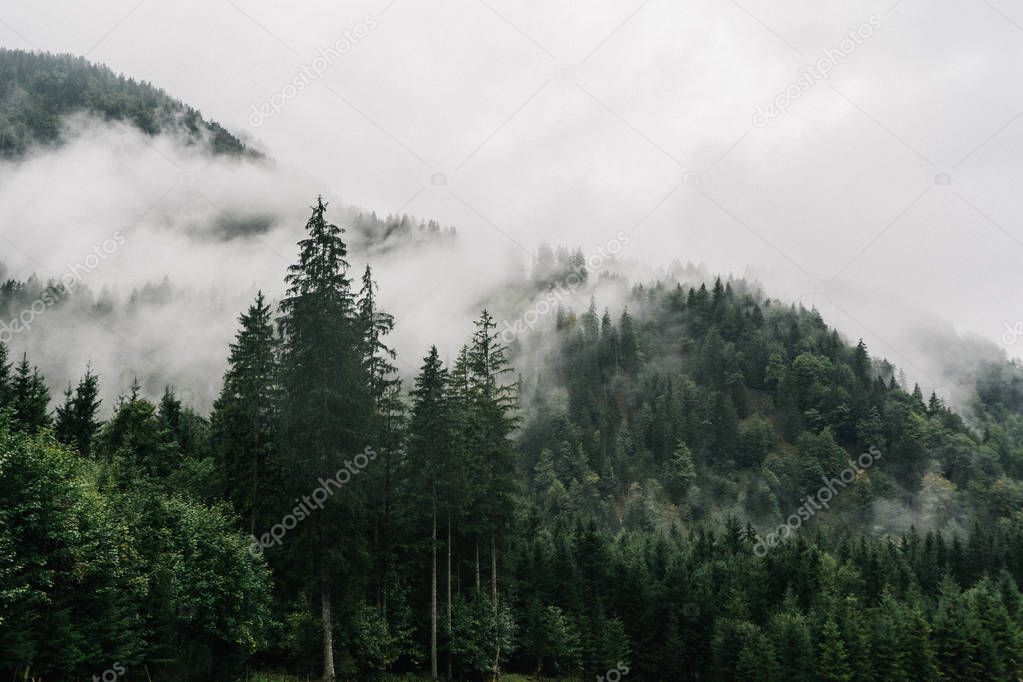 Misty landscape with fir forest and mountains in fog early rainy morning, Bavarian Alps, Germany
