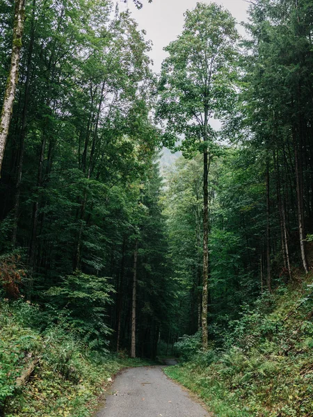 Caminho Sinuoso Através Floresta Verde Verão Baviera Alemanha — Fotografia de Stock