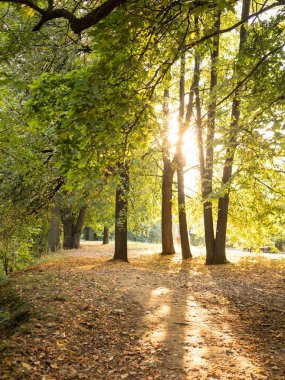 Sonbahar parkında ağaçların arasından parlayan güneş ışığı