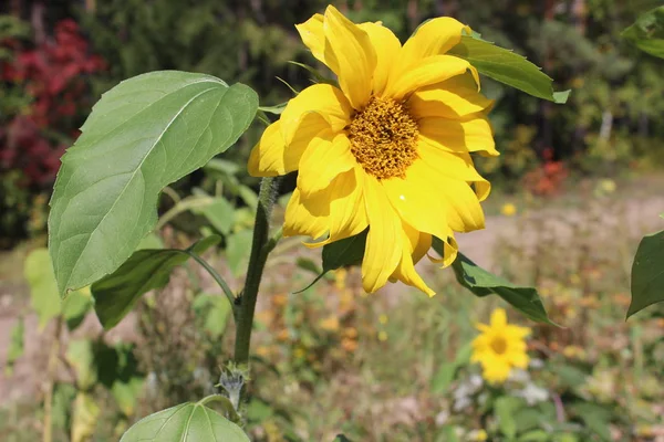 Girasole Nel Campo — Foto Stock