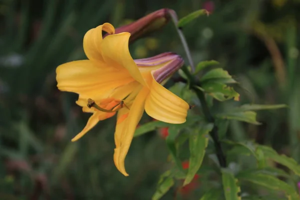 Λουλούδι Κίτρινο Άνθος Lilly — Φωτογραφία Αρχείου