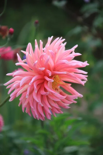 Flower Pink Dahlia Blossom — Stock Photo, Image