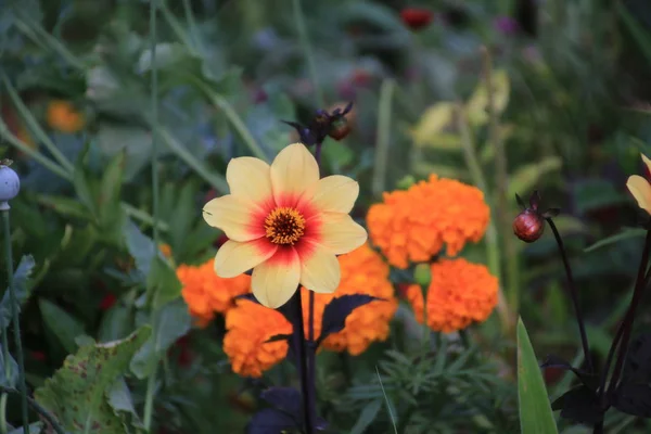 Çiçek sarı turuncu Dahlia Haziran 2014