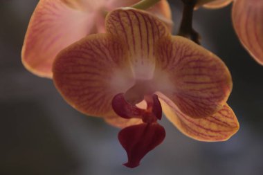 Orkide çiçekleri beyaz ve sabah erken bloomeddelicate olarak hassas