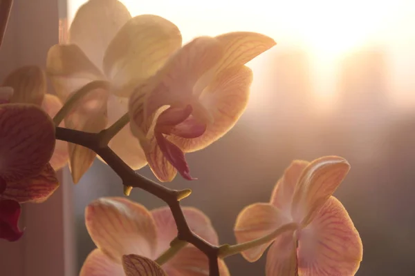 Fiori Del Orchid Sono Bianchi Delicati Nella Mattina Anticipo Sono — Foto Stock