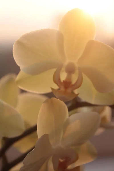Орхидеи Цветы Белые Нежные Раннее Утро Цветут Деликатный — стоковое фото