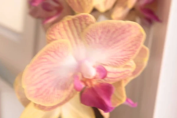 Природа Природный Цветок Цветок Цветение Орхидеи Фалинопсис Цветет Цветет Цветет — стоковое фото