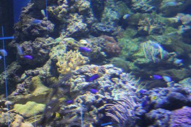 Büyük yaratıcı çok varlıklar oluşturuldu! Ve, karada ve suda ve su altında! Ve çok fazla bir gizem kalır! mercan balık