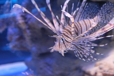 Güzellik-ebilmek var olmak tehlikeli. Kanatlı balık bir mucizedir!