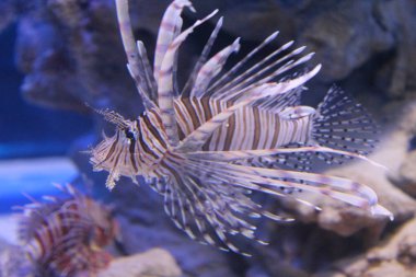 Güzellik-ebilmek var olmak tehlikeli. Kanatlı balık bir mucizedir!