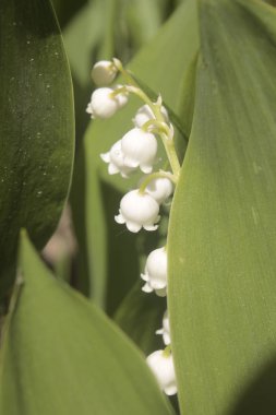 Zambak vadi, ihale kokulu kırılgan bahar çiçekleri