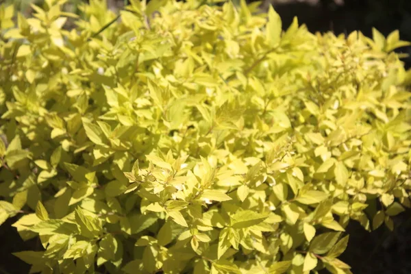 Herb Yellow Decorative Shrub Bubblegum — Stock Photo, Image