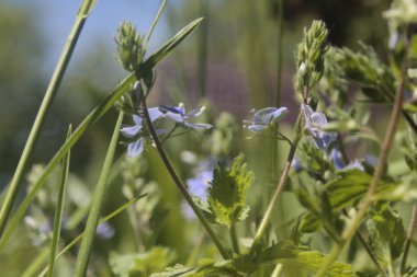 Küçük mavi çiçekler derin çim, güzelliği ve hassasiyet ile sevdiklerinizle yuvalanmış, bu çiçekler gökyüzünün gözleri gibi alanları yeşil ovalarda dikkat et. çayır çiçek. çimen