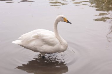 Kuğu, kuğu screamer su canlı kuşlar yakınındaki. zarif