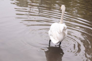 Kuğu, kuğu screamer su canlı kuşlar yakınındaki. zarif