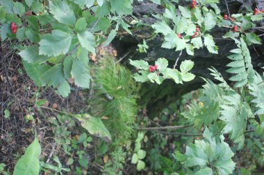 orman ormanlık. yeşillik, yaprak, yaprak. parlak, canlı, renkli, renkli