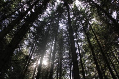 orman ormanlık. yeşillik, yaprak, yaprak. parlak, canlı, renkli, renkli