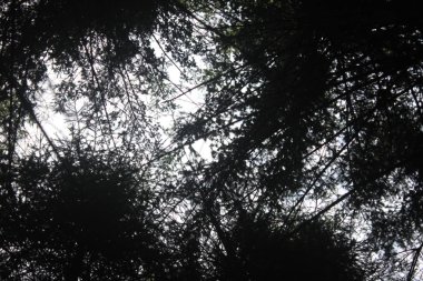 orman ormanlık. yeşillik, yaprak, yaprak. parlak, canlı, renkli, renkli