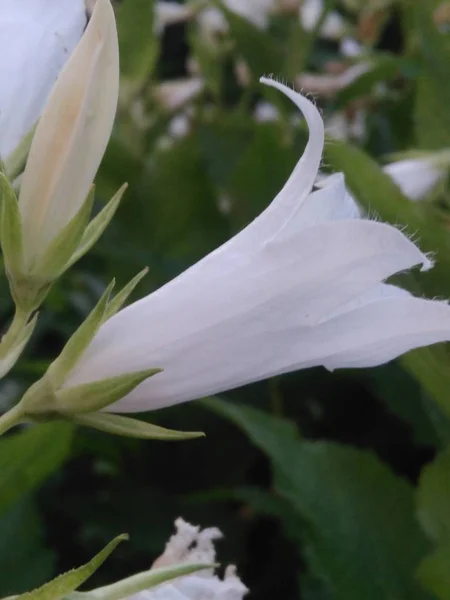 Белое Лето Летний Цветок Цветение Цветение Нежно Жасмин — стоковое фото