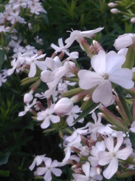 Белое Лето Летний Цветок Цветок Трава Трава Трава Трава — стоковое фото