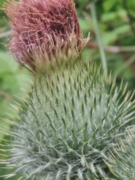 Witte Zomer Zomer Bloem Bloesem Bloei Zachte Jasmijn — Stockfoto