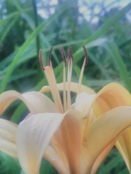 Witte Zomer Zomer Bloem Bloesem Bloei Zachte Jasmijn — Stockfoto