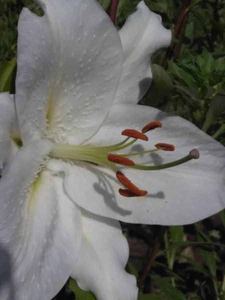 Белое Лето Летний Цветок Цветение Цветение Нежно Жасмин — стоковое фото