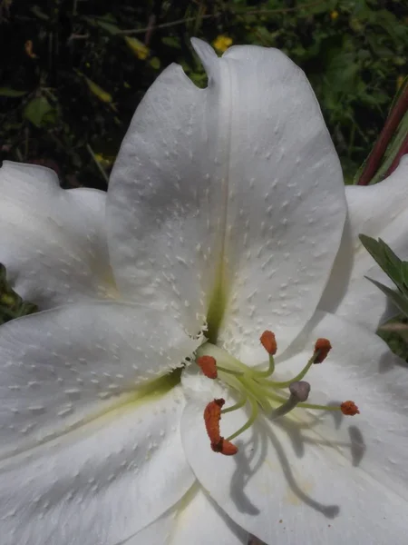 Белое Лето Лето Лилии Лето Лилии Лето Лилии Лето Цветок — стоковое фото