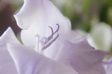  muhteşem, güzel, güzellik doğa, doğal greenverdant, yapraklı hassasiyet, sevgi, kibarlık, yumuşaklık, okşamak