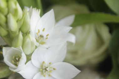 beyaz çiçek, çiçek, çiçek güzel, güzel, çok güzel doğa, doğal greenverdant, yapraklı