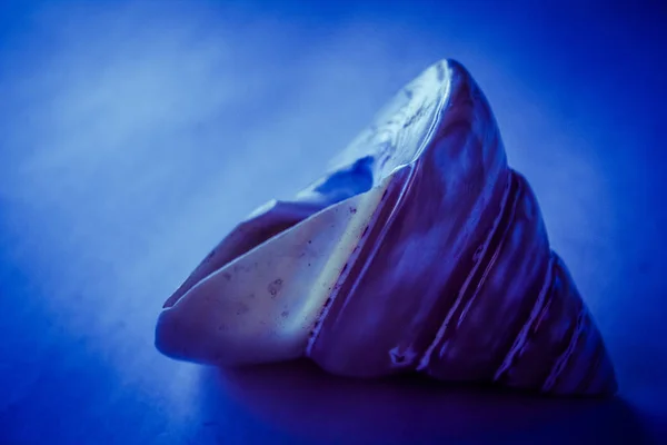 mother of pearl shell on a blue background/ sea ocean water smooth sleek